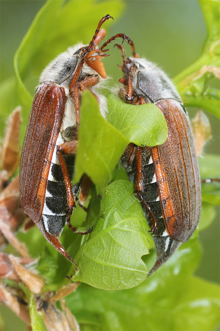 Maikäfer
