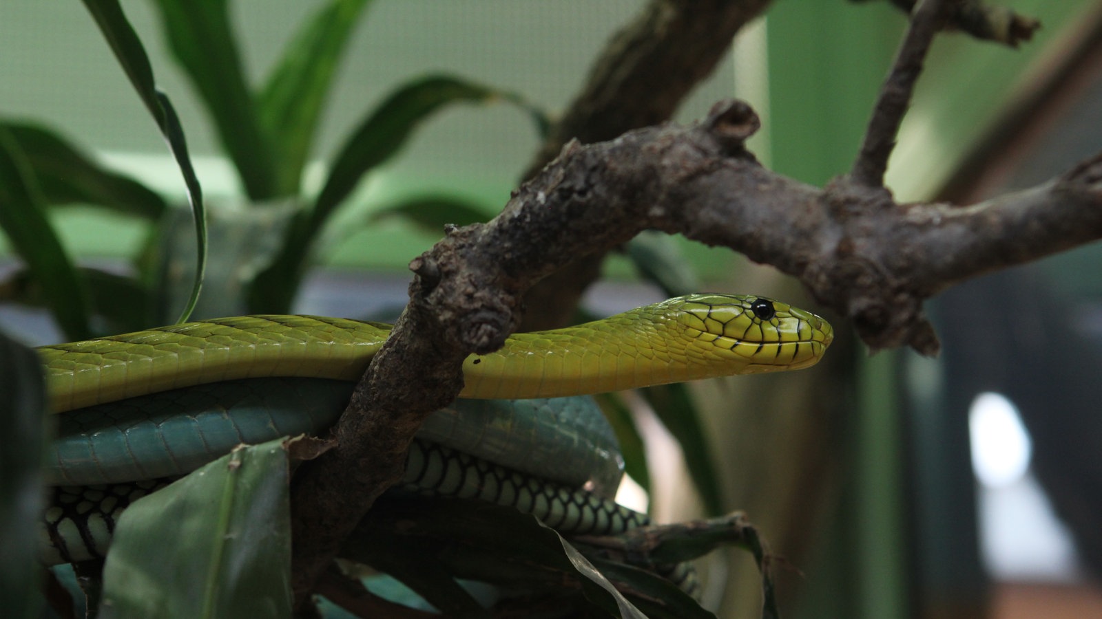 Reptilien Amphibien