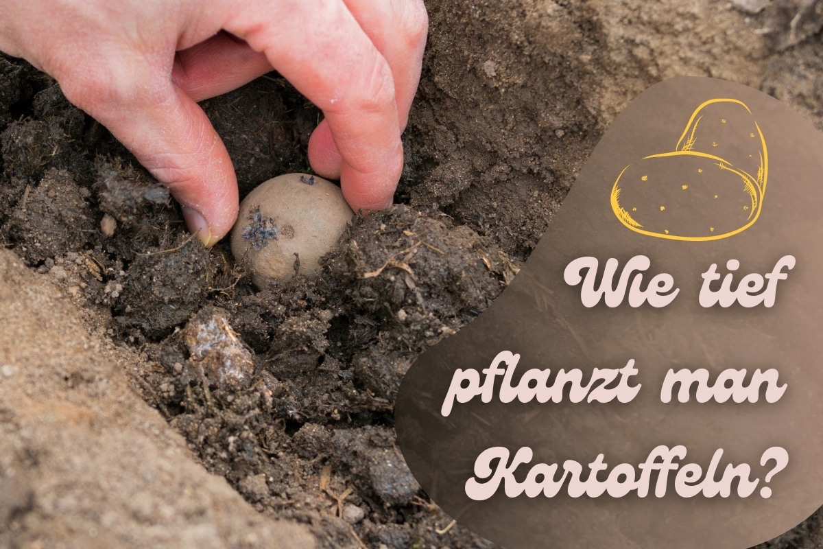 Wie Tief Pflanzt Man Kartoffeln